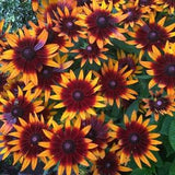Rudbeckia Gloriosa Daisy/ Hirta. Perennials. 200 seeds . Easy care , low maintenance