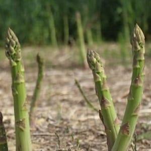 Mary Washington Asparagus Seeds - Open-Pollinated for Seed Saving - Non-Hybrid & Non-GMO - Canada Heirloom Vegetable Seeds