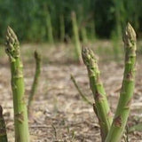 Mary Washington Asparagus Seeds - Open-Pollinated for Seed Saving - Non-Hybrid & Non-GMO - Canada Heirloom Vegetable Seeds