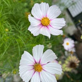 Cosmos Seeds (10) - Candy Stripe