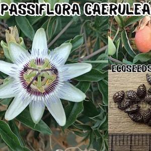 PASSIFLORA CAERULEA, 20-100 Fresh Rare SEEDS, Exotic Passion Fruit, Passion Flower, Mburucuy??, super fast growing, edible.