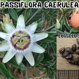 PASSIFLORA CAERULEA, 20-100 Fresh Rare SEEDS, Exotic Passion Fruit, Passion Flower, Mburucuy??, super fast growing, edible.