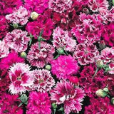Carnation Chinese Double Flowering Seeds carnations organic non gmo Ukraine 0.3g