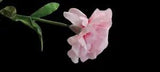 Artificial Real touch Large carnations