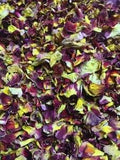 Dried Rose Petals 'Red/Purple/Yellow' - .3 oz. per bag