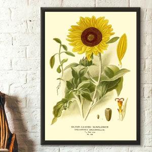 Vintage Sunflower Print 1897 - Vintage Botanical Print Floral Illustration Flower Art Botanical Decor Gift Idea Botanical Wall Art