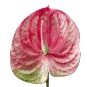 Anthurium Artificial Flowers Real Touch Flowers for Exotic Plants for Home Decor Party Decor