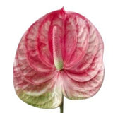 Anthurium Artificial Flowers Real Touch Flowers for Exotic Plants for Home Decor Party Decor