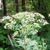 Flat-Topped Aster Seeds Native Canadian Wildflower Doellingeria umbellata