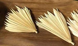 Dried Decor Hawaii Bob??s Garden Art 10 Bleached Palm Spears /Fans   4in Floral