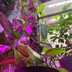 Vanilla bean verigated orchid rooted cutting