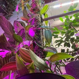 Vanilla bean verigated orchid rooted cutting