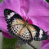 Butterfly Orchid Photo - Large Wildlife Butterfly Photo Print, Butterfly Flower Fine Art Photography, Spring Garden Wall D???cor, Woman's Gift