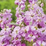 Night Scented Stock Evening Stock Night Stock Flowers 3g / 1000 Seeds - Matthiola Bicornis GMO FREE