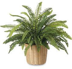 Boston Fern in Woven Wicker Cachepot Flower Delivery