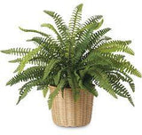 Boston Fern in Woven Wicker Cachepot Flower Delivery