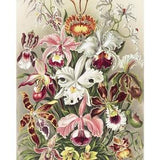 Orchids by Haeckel | Poster | Wall Art | Home Decor |
