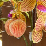 Orchid Earrings, Orchid Jewelry, Resin Flower Earring, Yellow Orchid, Yellow Flower Earring, Goldstaff Orchid, Floral Earrings, Flower Petal