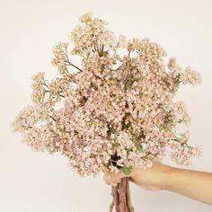 26 Types Of Filler Flowers And Greenery (And Their Meanings!) - Fiftyflowers Flower Delivery