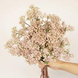 26 Types Of Filler Flowers And Greenery (And Their Meanings!) - Fiftyflowers Flower Delivery