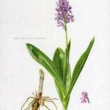 1957, Engraving of orchid, Botanical plate of Military Orchis, engraving of a flora, wall decoration of flowers to frame