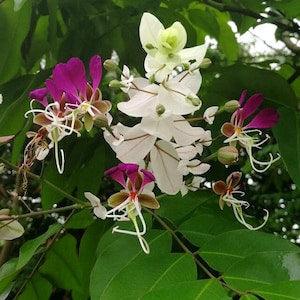 Lysidice rhodostegia, Yihua, Miriam flower 10 seeds. Beautiful fast growing flowering tree from China. Fresh 2023 seeds, new stock!