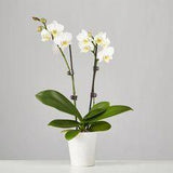 The Best Plants for the Bedroom Are Nature??s Air Purifiers Flower Delivery