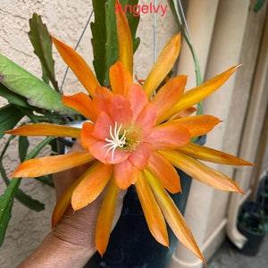 Epiphyllum Fiesta De Flores Cutting 10???-12??? long