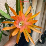 Epiphyllum Fiesta De Flores Cutting 10???-12??? long
