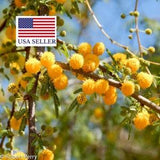 Vachellia (Acacia) Farnesiana / Sugandhi Babul / Huisache - 30 seeds