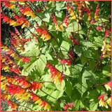 Firecracker Vine Seeds - Spanish flag  / Mina Lobata / Ipomoea lobatanis / NON GMO Seeds - Fresh Spanish Flag Flower Seeds