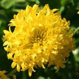 50 Rare Blanket Yellow Flower Seeds/Gaillardia Pulchella-Sundance Yellow/Gaillardia Sundance/Butterfly Magnet that Blooms non Stop/FL474