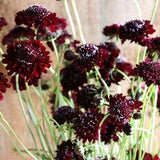 50 Black Knight Scabiosa Seeds / Scabiosa Atropurpurea / English Garden / Cut Flower / Wildflowers / Morningbride / Wedding Flowers /Bouquet