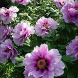 MIX TREE PEONY Paeonia Hardy Shrub 3 Large Seeds