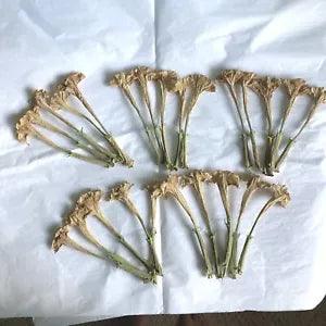 Datura Inoxia Flowers 25 Dried Moonflower Thornapple Herbal Floral Craft 2022 US