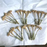 Datura Inoxia Flowers 25 Dried Moonflower Thornapple Herbal Floral Craft 2022 US