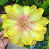 1 unrooted cutting/ leaf/ stem Super Rare Hot  Clarity??s Abraxas Epiphyllum Orchid Cactus 6-8???