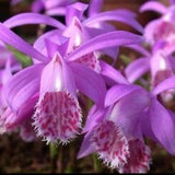 Pleione Yunnanensis