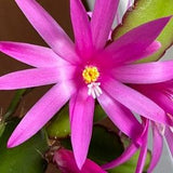 Rhipsalidopsis gaertneri Pink Easter Cactus baby plant in the 6cm pot not in a bloom