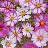 Pink & White Striped COSMOS SEEDS Candy cane cut flowers bouquet florist wedding Dizzy Bees Urban Garden