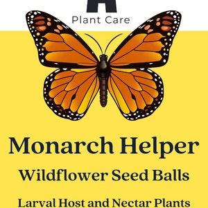 Monarch Helper Native Wildflower Seed Balls | 10 Seed Balls | Peat Free | Native to Eastern Canada and NE USA