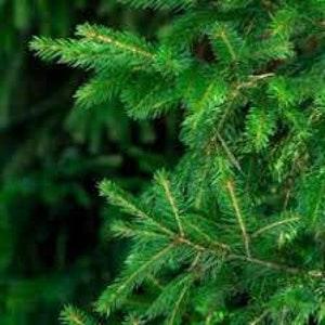 130 Balsam Fir Tree Seeds (Conifer) perennial.