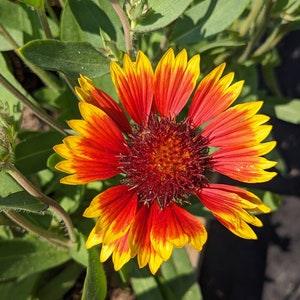 SEED-Blanket Flower Gallardia Perennial Long Lasting Bloom for Cutting 'n Butterflies