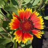 SEED-Blanket Flower Gallardia Perennial Long Lasting Bloom for Cutting 'n Butterflies