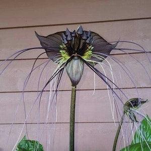 LA710 Badflower Tacca 10 Seeds Seeds Exotic Plants Black Plants