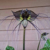 LA710 Badflower Tacca 10 Seeds Seeds Exotic Plants Black Plants