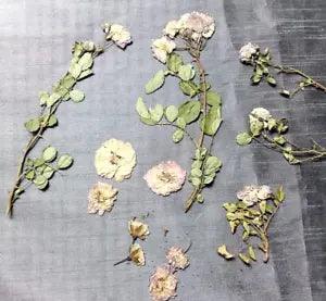 Mini Double Roses 18 Pink Flattened Stems Leaves Crafts