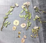 Mini Double Roses 18 Pink Flattened Stems Leaves Crafts