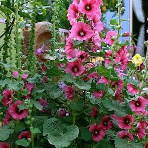 25+ Beautiful cottage -Flowered  'Halo' series Hollyhocks Rose pink seeds