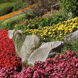 Rock Garden Flowers Blend 1g - 300 NON GMO Seeds